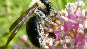 Dole, AgriSound launch new pollination study to strengthen fruit production