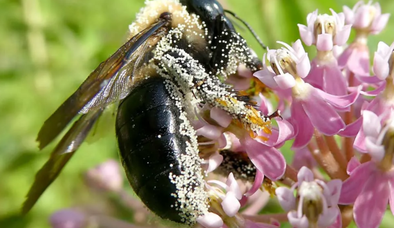 Thumbnail for Dole, AgriSound launch new pollination study to strengthen fruit production