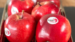 Flash Gala apples strengthen South Africa–India trade ties