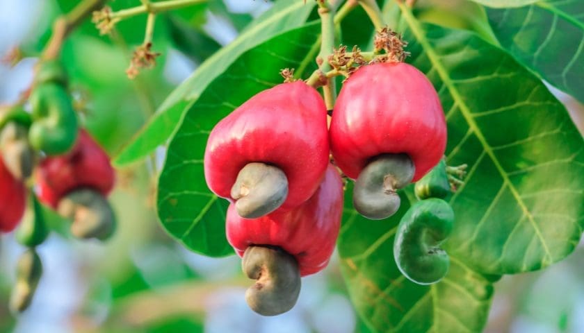 Thumbnail for Burkina Faso targets 20,000-tonne cashew apple processing by 2030