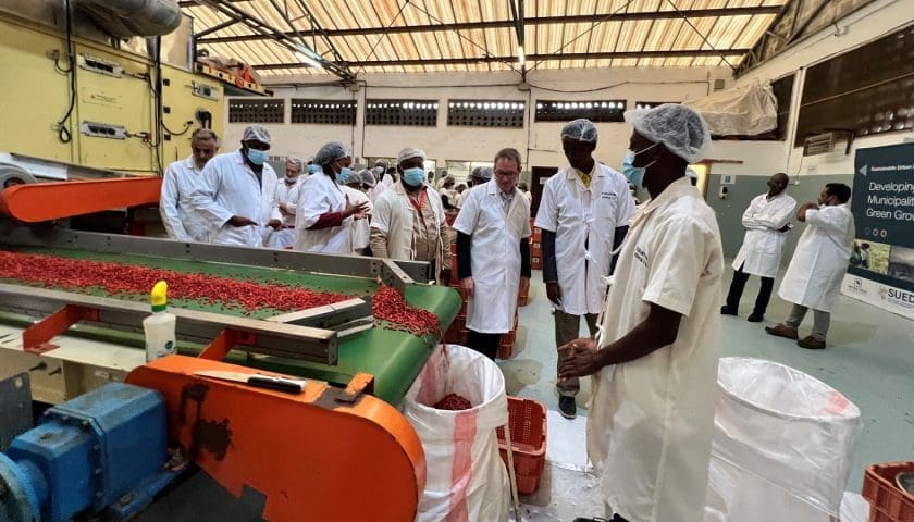 Thumbnail for UK, private sector invest US$1.78M in climate-smart chilli processing in Kenya