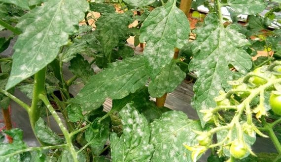 Thumbnail for Tunisia’s 2025 tomato harvest set to drop 15% as downy mildew spreads