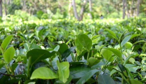 Thumbnail for Rainforest Alliance highlights progress and challenges in 2024 certification report 