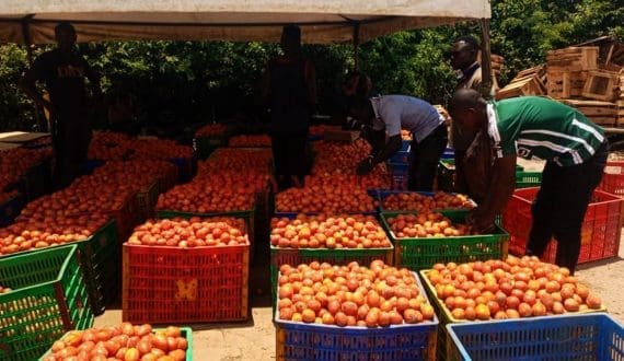 Thumbnail for Uganda scales up cold chain facilities to boost fresh produce exports