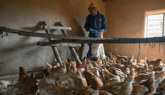 Thumbnail for Zimbabwe takes steps to curb antimicrobial resistance in broiler farming