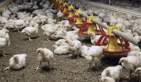 Thumbnail for China reviews Brazil poultry ban amid bird flu recovery
