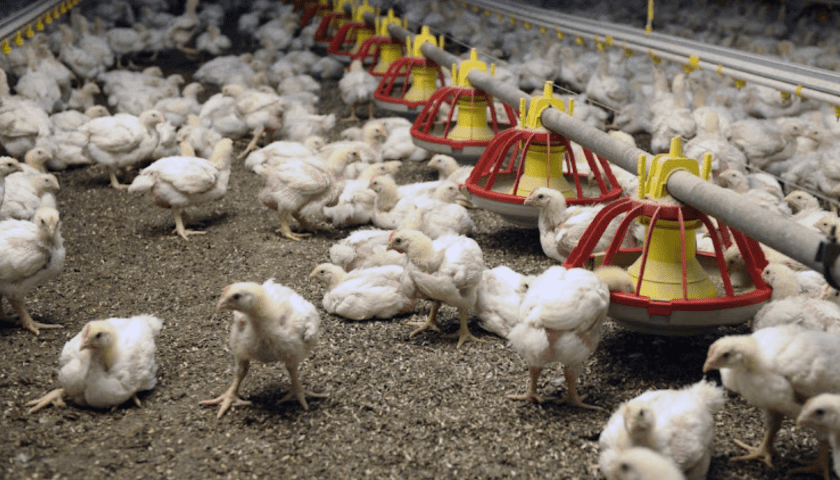 Thumbnail for USDA to consider new bird flu vaccination plan for poultry