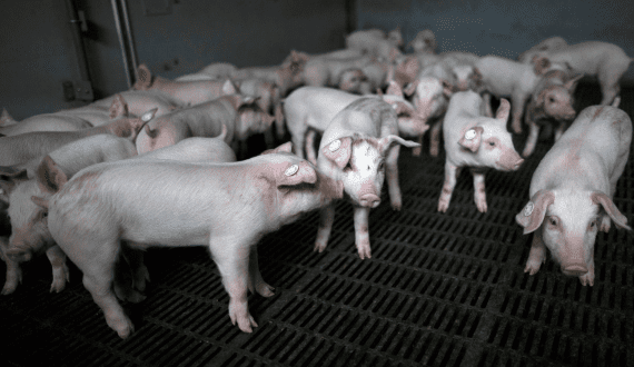 Thumbnail for North American pork producers call for cross-border trade protection