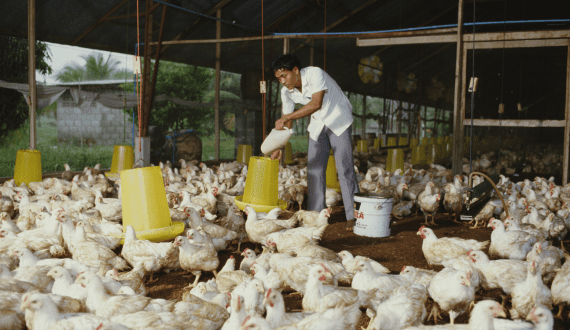 Thumbnail for US pork industry launches new campaign as domestic consumption stalls