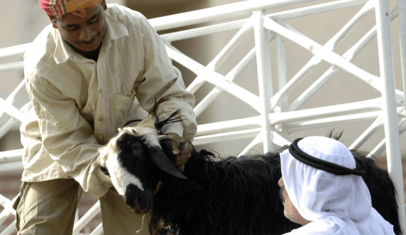 Thumbnail for Abu Dhabi Authorities warn residents against unlicensed Eid slaughtering