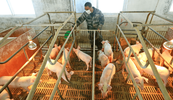 Thumbnail for China moves to restrict hog production to steady pork prices