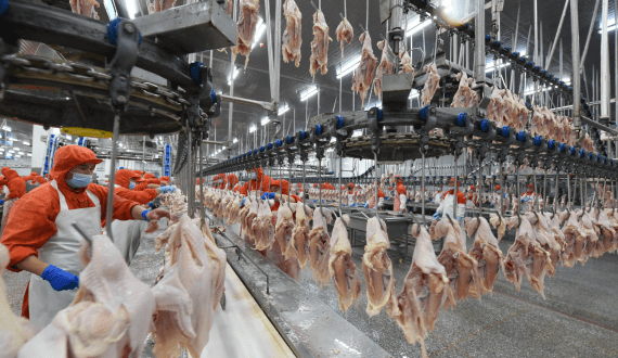 Thumbnail for Kenyan counties invest in poultry projects to grow local meat, egg production