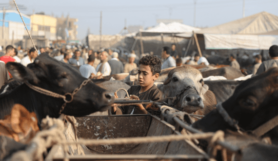 Thumbnail for NIRSAL to launch feedlot training as Nigeria prepares for US$2.5B meat investment
