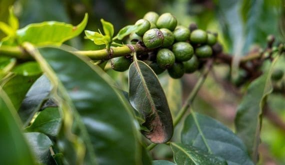 Thumbnail for Kenya accelerates coffee geo-mapping to meet EU Deforestation Regulation deadline 