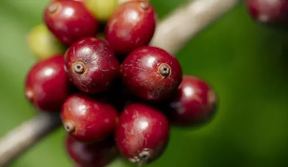 Thumbnail for Nescafé surpasses 2025 regenerative agriculture target  