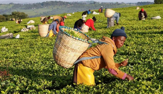 Thumbnail for Kenya orders immediate review of tea payments  