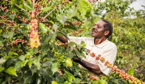 Thumbnail for Marico misses quarterly profit forecast as rising raw material costs pressure margins 