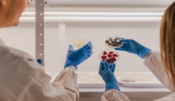 Thumbnail for Novella, Metaphor team up on cell-based natural preservatives for clean-label foods