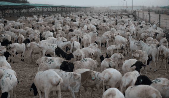 Thumbnail for Saudi Arabia to prioritise smart farming to improve small livestock, meat production