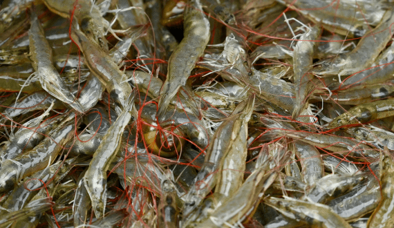 Thumbnail for China’s shrimp imports show signs of recovery after early-year dip