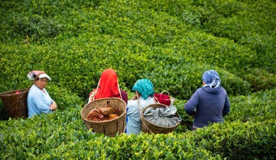 Thumbnail for India’s raw tea prices plunge 50% as imports from Kenya and Nepal surge 