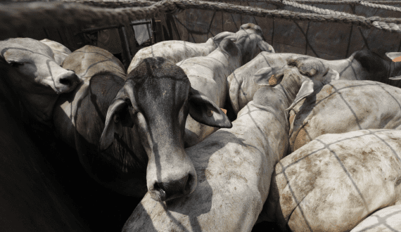 Thumbnail for Philippines suspends cattle imports from France, Italy over disease concerns