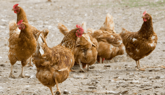 Thumbnail for Chinese delegation to visit Brazil’s bird flu-hit state as poultry talks advance