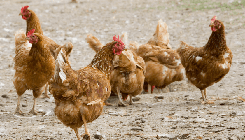 Thumbnail for Philippines to lift poultry bans on Israel, South Dakota