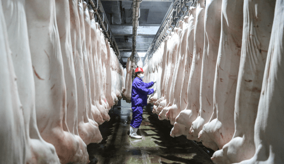 Thumbnail for U.S. pork industry faces Ractopamine challenge in Taiwan