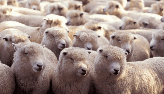 Thumbnail for Pirbright, GALVmed partner to develop new Rift Valley fever vaccine