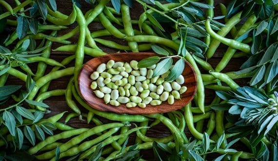 Thumbnail for Canada backs US$32.5M project to turn fava beans into sustainable plant-based ingredients