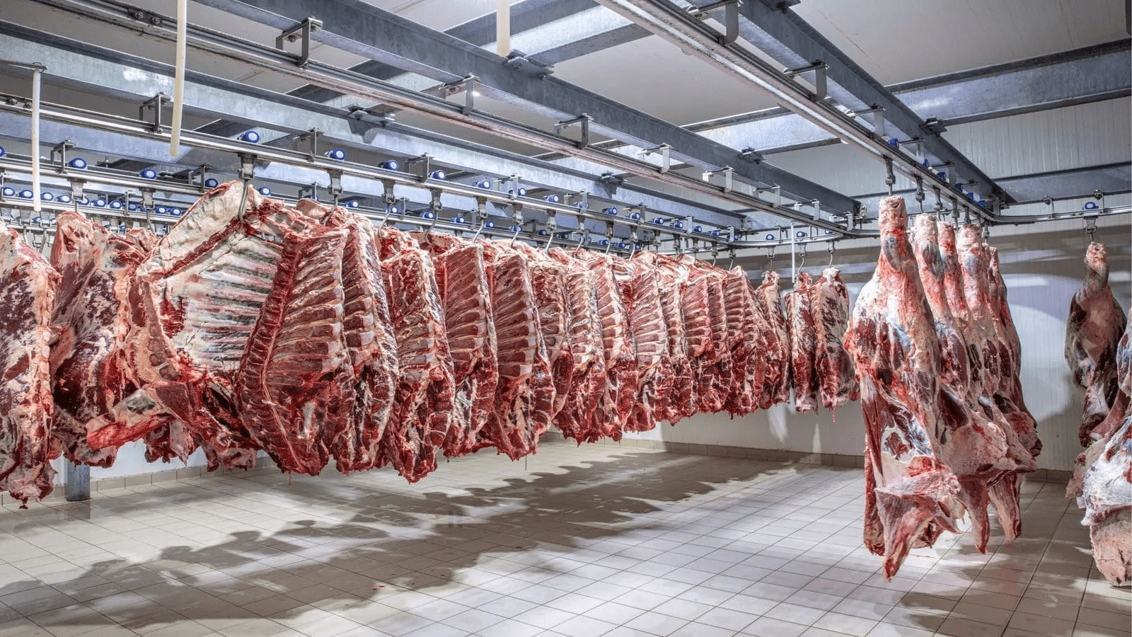 Namibia's Savanna Beef announces plans to process 50,000 cattle ...