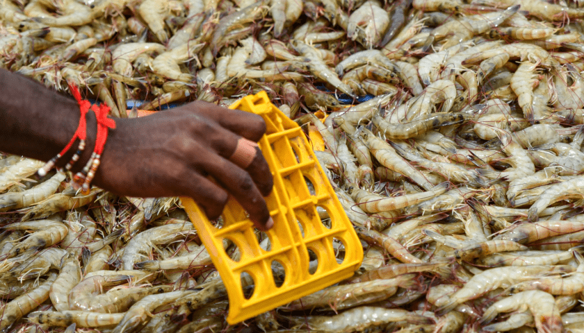 Thumbnail for China climbs to second place among Norway’s seafood export destinations