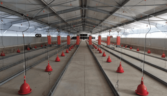 Thumbnail for SOPRODA equips new broiler breeder houses in Senegal