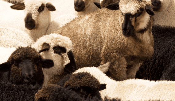 Thumbnail for China lifts ban on Spanish sheep, goat products