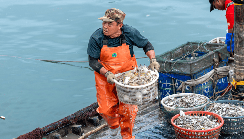 Thumbnail for Geopolitical tensions are reshaping global seafood trade – Rabobank