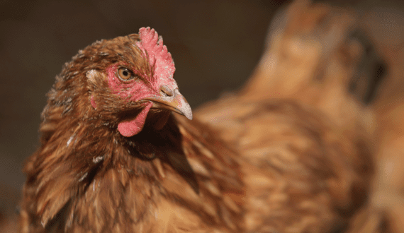 Thumbnail for France raises alarm over Ukrainian egg imports