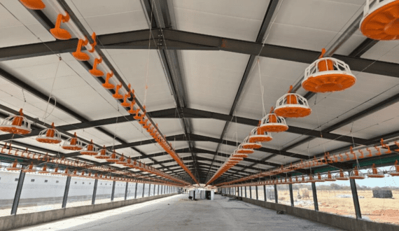 Thumbnail for Big Dutchman to complete large-scale broiler project in Zimbabwe