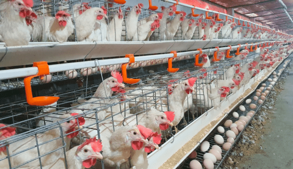 Thumbnail for Tanzania Agricultural Development Bank to fund egg-laying poultry factory in Kigoma