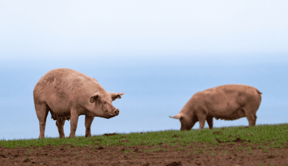 Thumbnail for Brazil gains access to Azerbaijan for pork, poultry exports