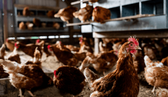 Thumbnail for China exports first batch of poultry hatching eggs to Tanzania