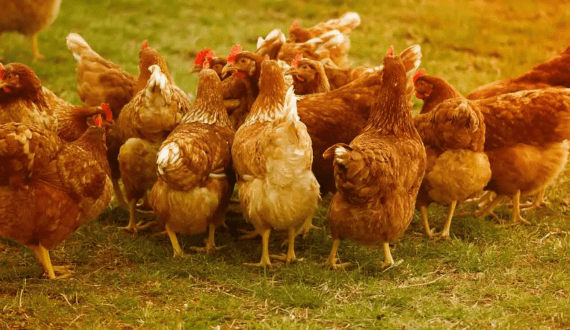 Thumbnail for Philippines bans poultry imports from Argentina after bird flu outbreak