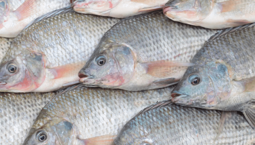 Thumbnail for African Development Bank calls for urgent investments in inland fisheries
