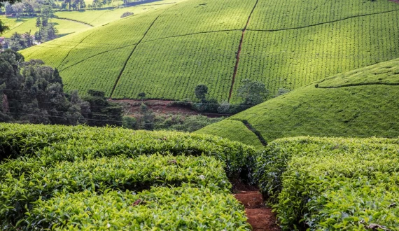 Thumbnail for TEMEC unveils new monofilament tea plucking baskets to ease burden on farmers 