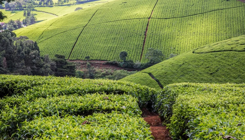 Thumbnail for TEMEC unveils new monofilament tea plucking baskets to ease burden on farmers 