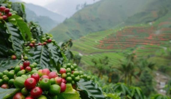 Thumbnail for Kenya unveils sugar industry bio-economy plan to boost ethanol production, green energy 