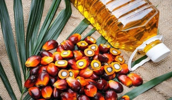 Thumbnail for Côte d’Ivoire launches US$440M plan to boost palm oil sector over next decade