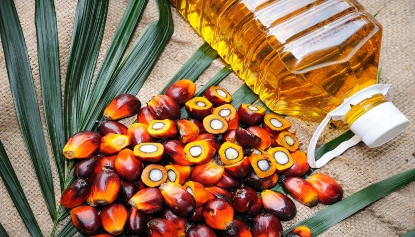 Thumbnail for Côte d’Ivoire launches US$440M plan to boost palm oil sector over next decade