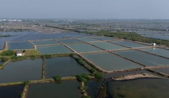 Thumbnail for CPF partners with Japan’s NH Foods in US$55m pork-processing venture