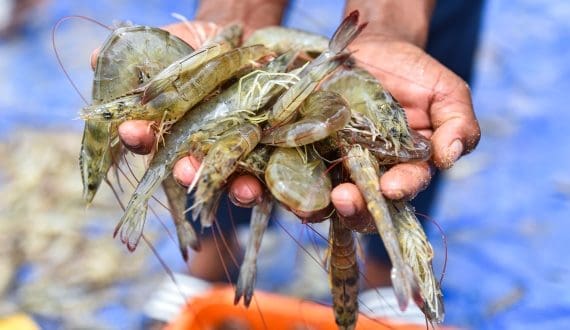 Thumbnail for Denmark culls 150,000 chickens after detecting first bird flu outbreak